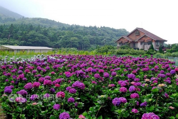 【新聞】竹子湖海芋季近尾聲 繡球花接力登場