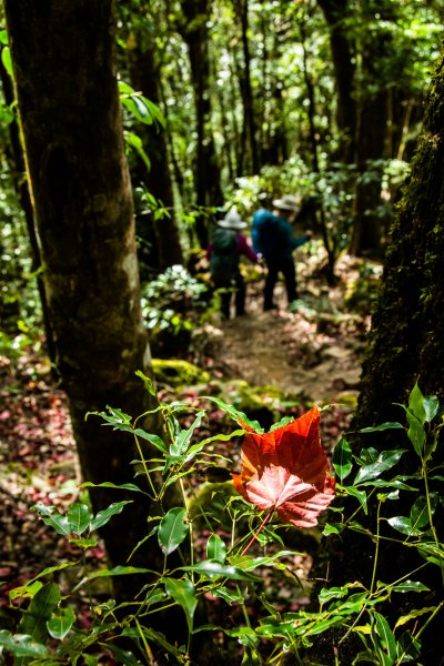 稍來山楓葉林2960869