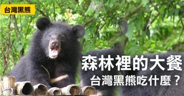 【保育】跟著青剛櫟落果尋找台灣黑熊