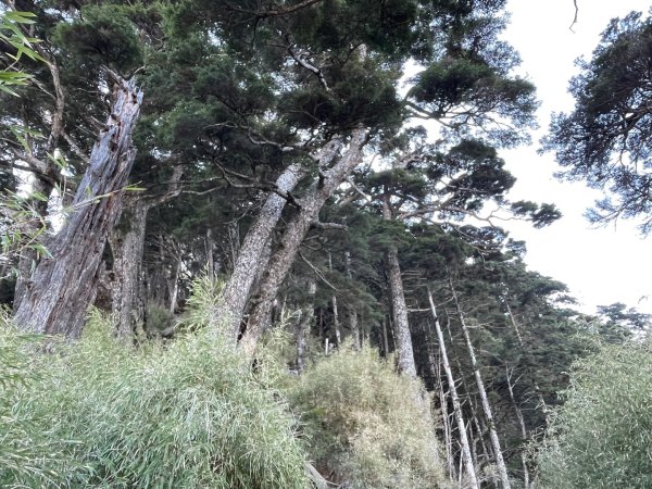 一日南橫二星人品爆發2995780