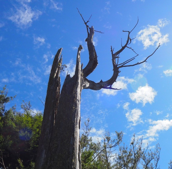 《台中》全線蹤走｜船型山、鞍馬山步道(小雪山段國家步道)