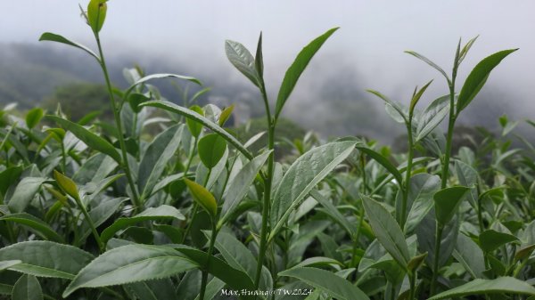 《嘉義》雲霧茶園｜雲嘉三加一連峰O繞202406082520286