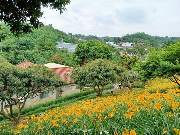 【彰化花壇】虎山巖耀眼金針花x大嶺巷登山步道散散步2151570