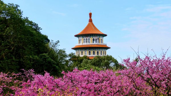 《蝶戀花·天元宮櫻吹雪》2707089