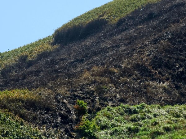 2025年臺北大縱走第二段： 二子坪至小油坑2763770