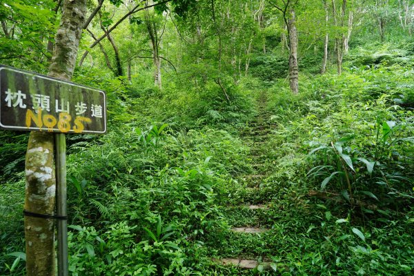 桃園 復興 枕頭山、阿姆坪山2794093