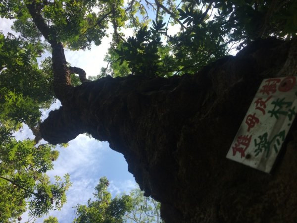 中興林場後山（鑰匙🔑認領2700413