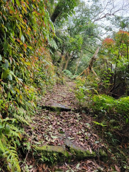 金露天宮-金露山-七星山南峰-恐龍接吻石-小油坑-202403102600444