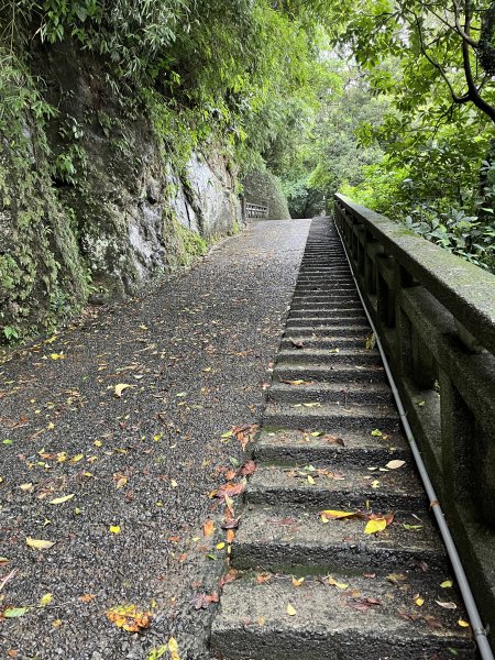 紅淡山1874646