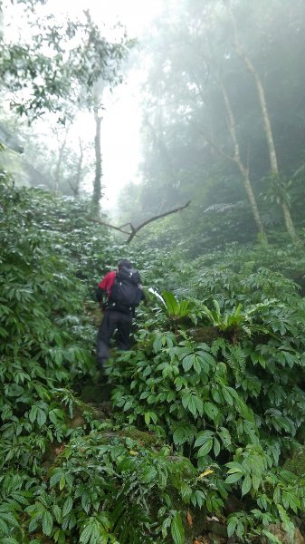 13分山-金面山/小百岳021-金山面山499371