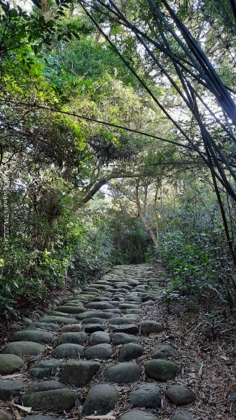 《新竹》湖口老街｜金獅古道O繞茶香及仁和步道202412062663712