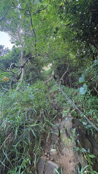 美濃雙溪樹木園（九芎林山2905625