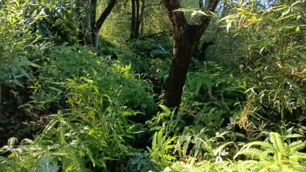 基隆市暖暖車站-暖壽山-暖東苗圃-頂寮山-清法戰爭砲台遺址-碇內3091342