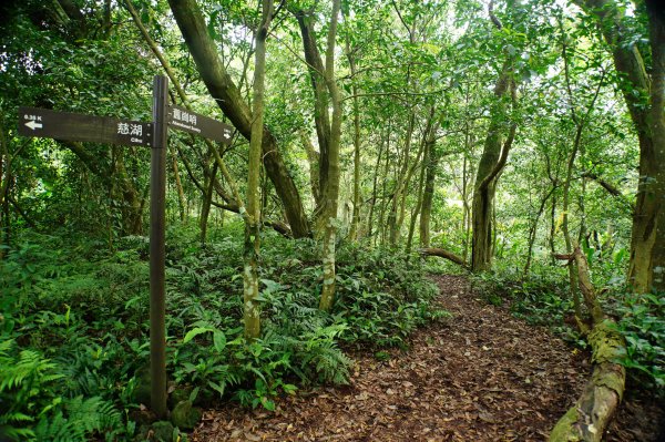 桃園 大溪 草嶺山、白石山、十三分山3040370