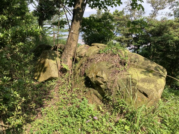 大棟山登山步道2496088