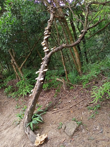 【大內連峰】大湖公園→內溝溪生態步道1727862