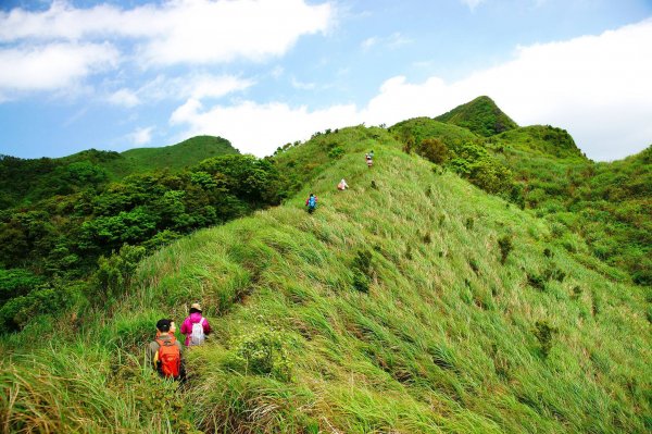 燦光寮古道與黃金三稜554307