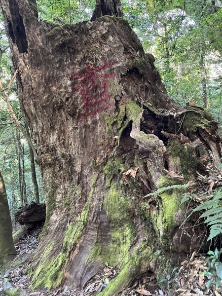 雪見大板根2959292