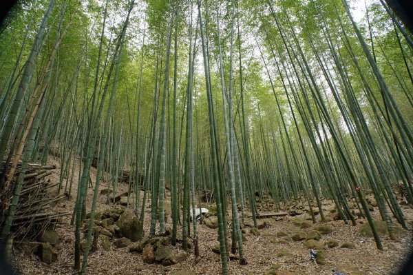 南投 鹿谷 大崙頭山、貓冬望山、樟空倫山、志騰山、竹崙山2993351