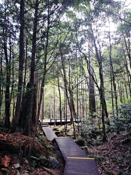 大雪山森林遊樂區森林浴步道2966010