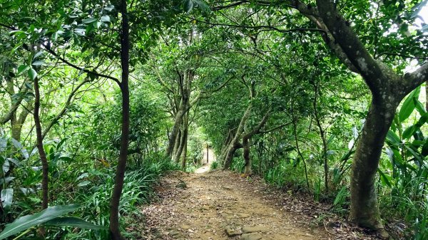 福州山,中埔山,黎和生態公園2234136