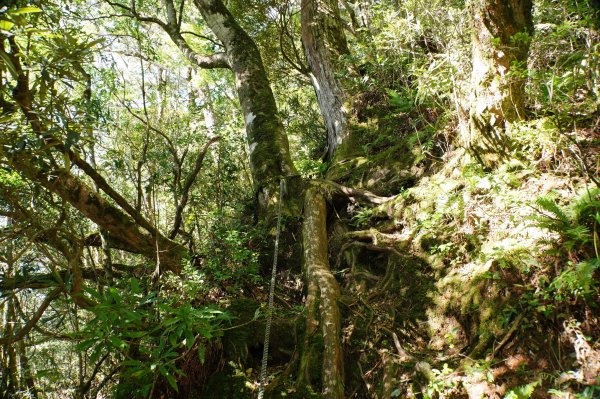 桃園 復興 把家灣山、低陸山2865349