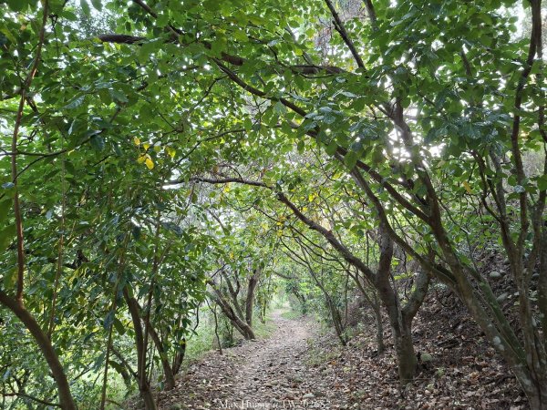 《台中》綠色隧道｜大肚環保公園登山步道O繞202604183038537