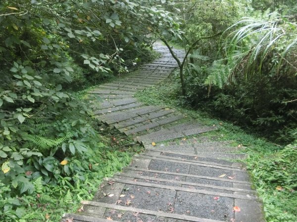 溪頭銀杏神木彩虹橋459542