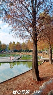 【南投名間】欣美創意園區~落羽松2968331