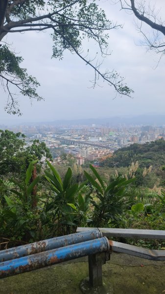 2025-0204 鶯歌_大凍山_三角埔頂山_迴龍2707960