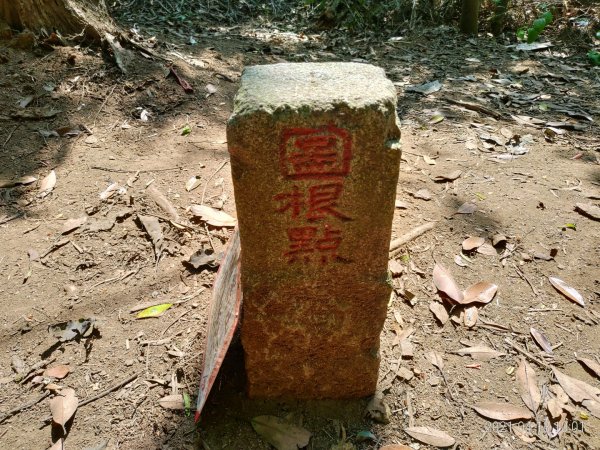 [新竹芎林]飛鳳山~芎蕉窩山...大板根1348052