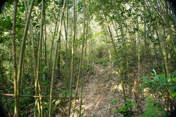 新竹 關西 蓬萊仙島山、石牛山、油井窩山、福大山2982377