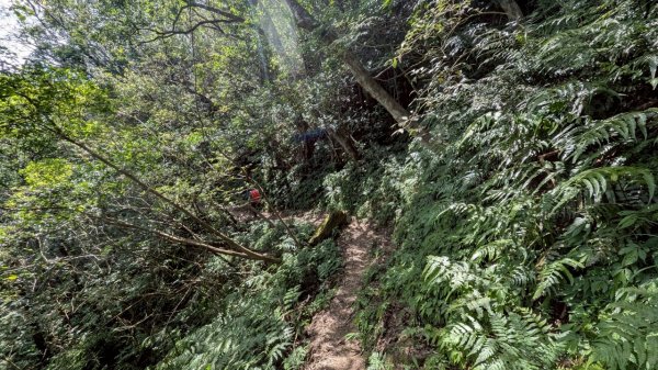 114.06.28內平林山-番子坑山-平湖森林遊樂區之O型2824244