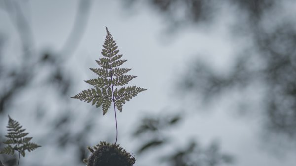 瓦拉米步道-佳心營地住一晚2708462