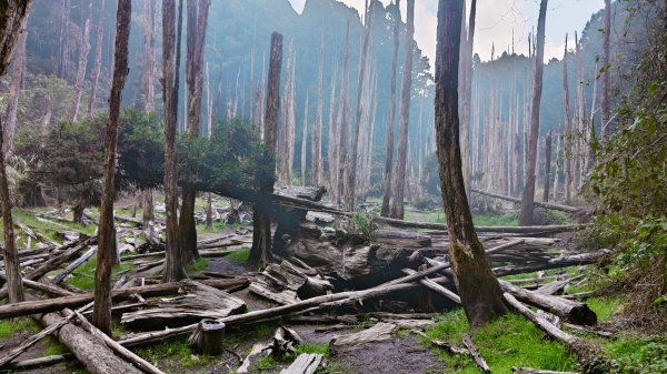 留龍頭 嶺頭山 金柑樹山 忘憂森林 我想抓住您的美2092112