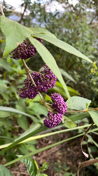 宜蘭_望龍三山&北后寺2984012
