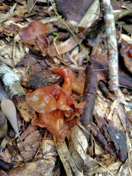 矢場谷山連走勃子山2804955