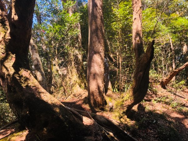 2019/03/02 北大武541998