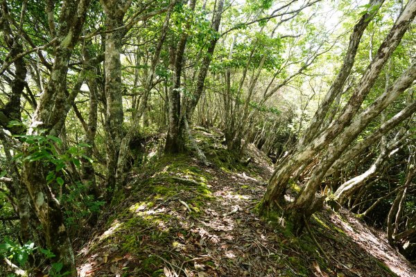 新竹 五峰 油羅山、霞山2798272