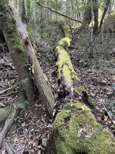 雪見大板根2959274