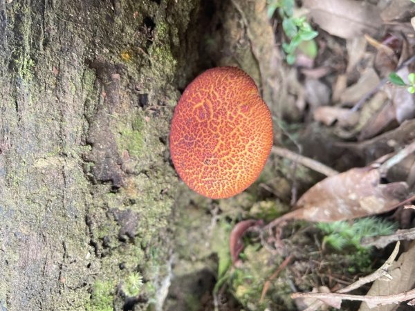 微笑山⛰️線-大棟-二格山-五分山-天上山-鳶山💎12條步道完成💙2853955