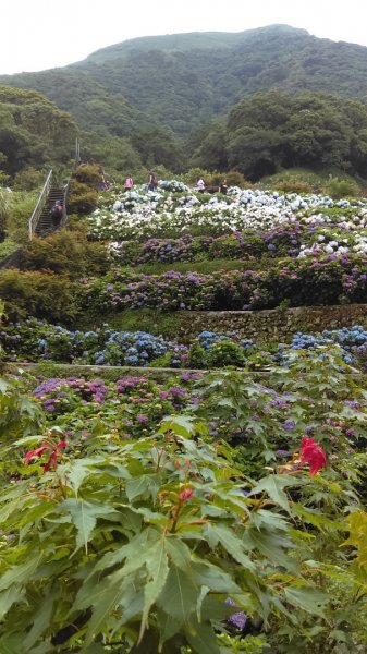 【臺北大縱走2】頂湖和竹子湖賞繡球花海芋981873