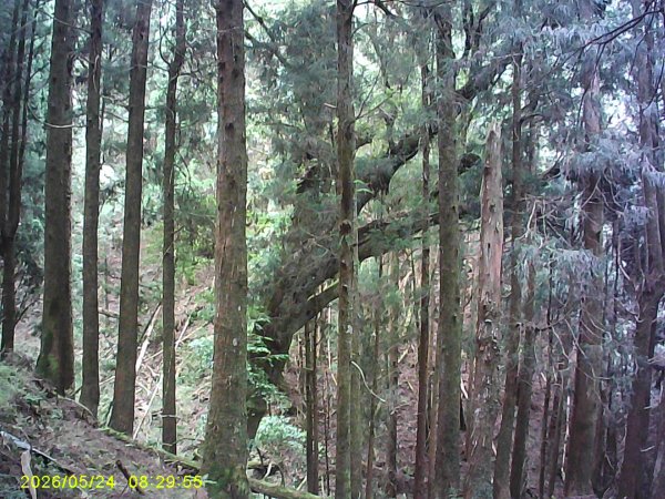 兒玉(自忠)山、東水山、東水山西峰及特富野古道O繞。3061775