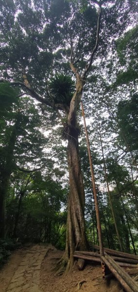 2023-11-25溪頭鳳凰山步道2361039