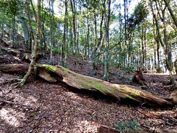 屋我尾山-谷關七雄 老三2962550