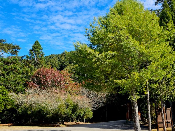 大雪山森林遊樂區賞楓2966045