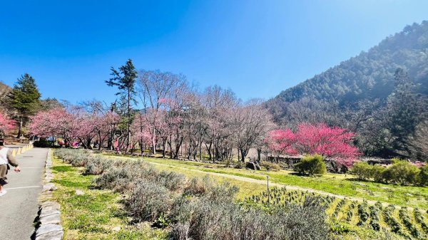 🌈2/16(日)-17(一)福壽山+武陵農場賞櫻🌈🌸FB：熊熊趴爬走 歡迎加入2714878