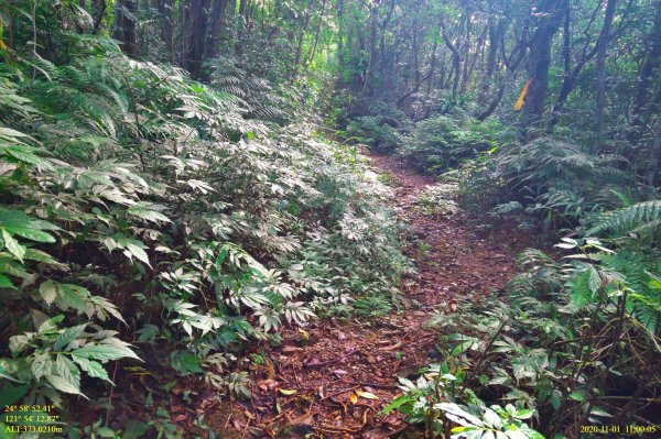 芒裡偷閒-大嶺古道飛越桃源谷1155243