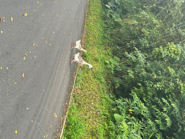 皇帝殿202603293035819