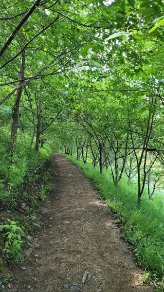 上帝的部落司馬庫斯神木群步道2176312